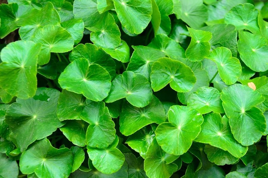 1616917291 pennywort 2286508 1280