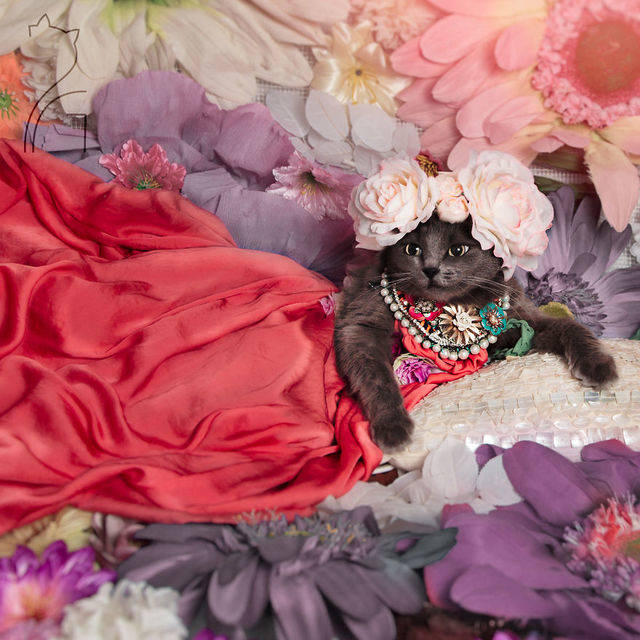 1457979456 pitzush glamour pussycat 7