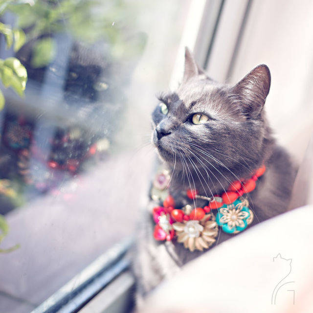 1457979463 pitzush glamour pussycat 8