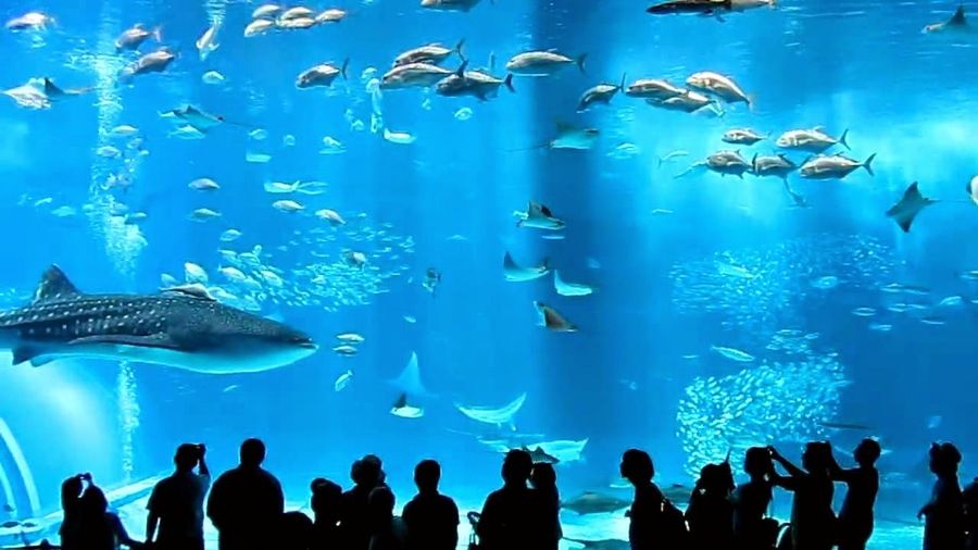 1640597875 okinawa churaumi aquarium