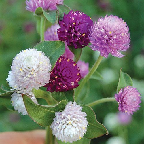 image_1103229
