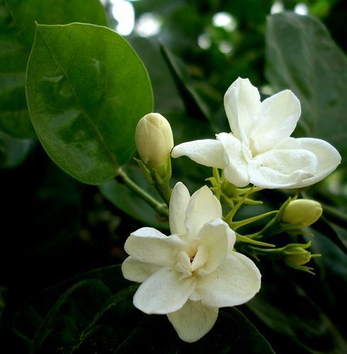image_1103231