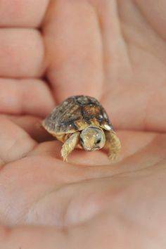 image_111535