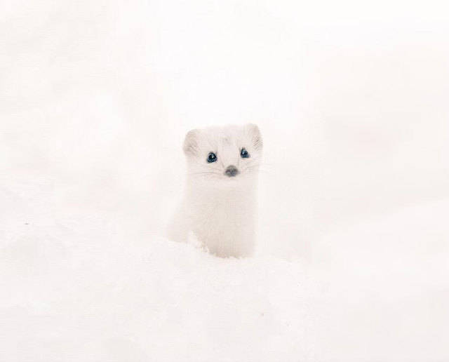 https://image.sistacafe.com/images/uploads/content_image/image/111951/1459507709-cute-animals-hokkaido-ezo-japan-34.jpg
