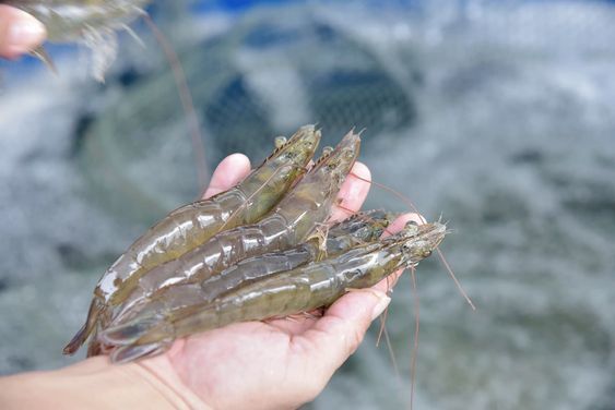 กุ้งสด