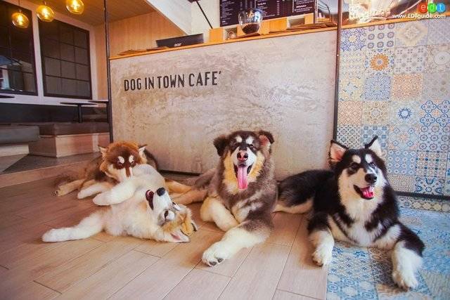 1460284671 dog in town cafe