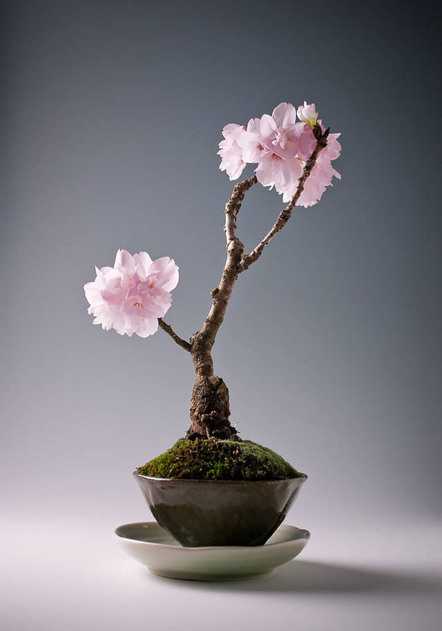 https://image.sistacafe.com/images/uploads/content_image/image/119772/1460944391-amazing-bonsai-trees-3-1-5710e79064ec0__700.jpg