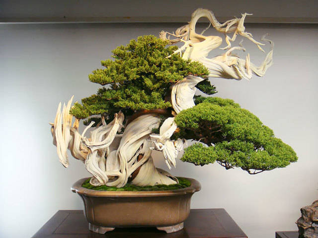 https://image.sistacafe.com/images/uploads/content_image/image/119779/1460944527-amazing-bonsai-trees-22-5710f3ab92e45__700.jpg