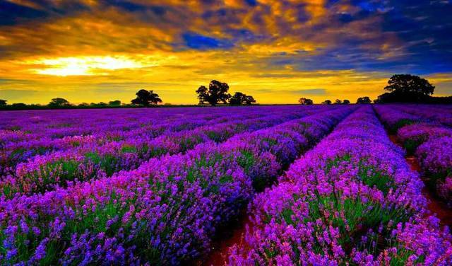 1461055957 lavender fields france