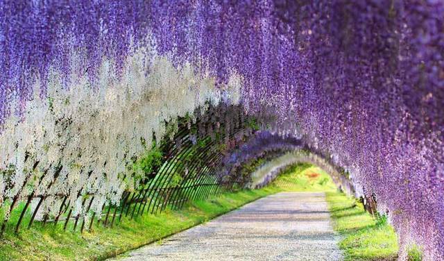 1461056319 kawachi fuji gardens japan