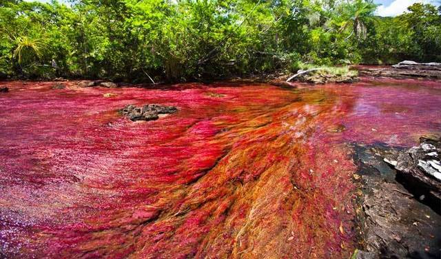 https://image.sistacafe.com/images/uploads/content_image/image/120767/1461057677-Cano-Cristales-River-Colombia.jpg