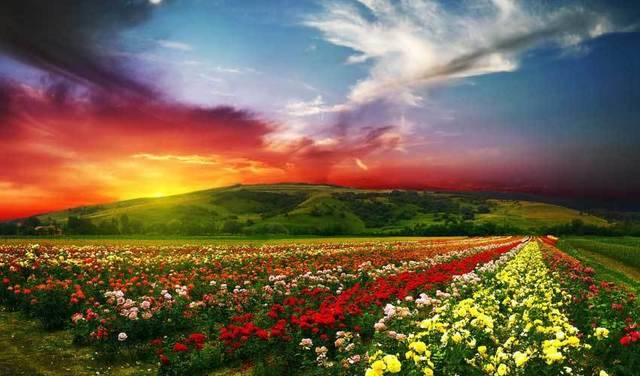 1461059946 valley of flowers india