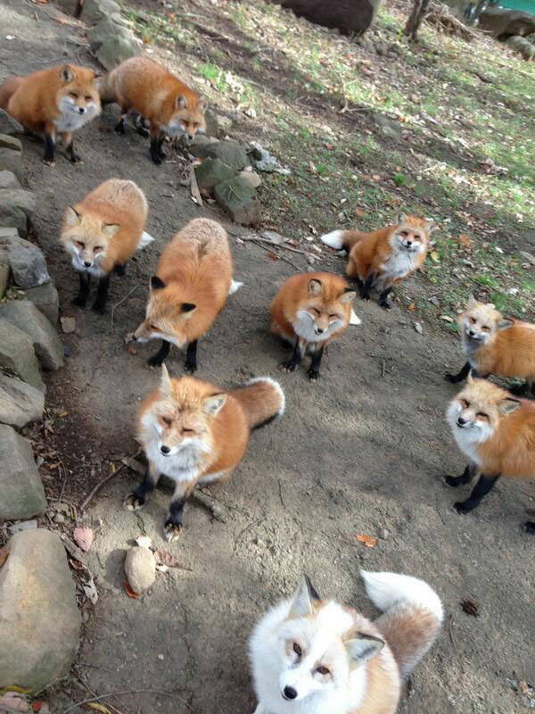 https://image.sistacafe.com/images/uploads/content_image/image/122130/1461303774-extreme-cuteness-zao-fox-village-japan-outdoor-road-holiday-adventure-planner-24.jpg