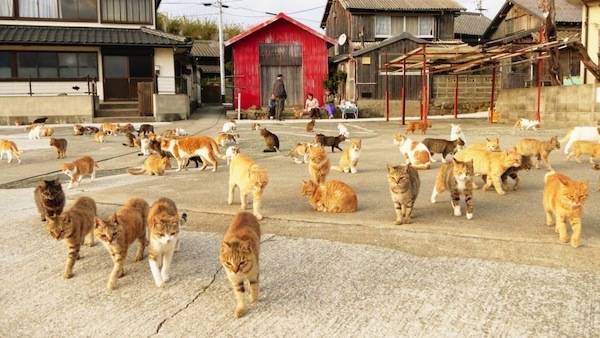 https://image.sistacafe.com/images/uploads/content_image/image/136663/1464166003-Aoshima-Island-Cats-1.jpg