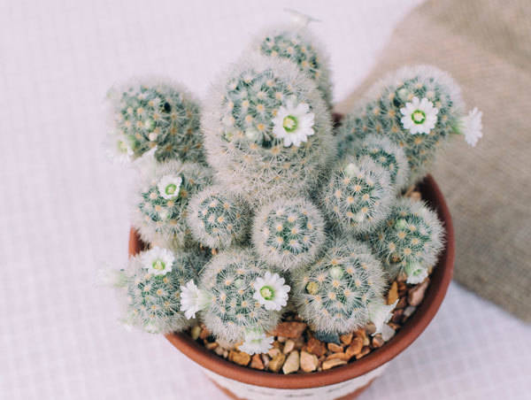 https://image.sistacafe.com/images/uploads/content_image/image/139889/1464781825-cactus-Mammillaria.jpg