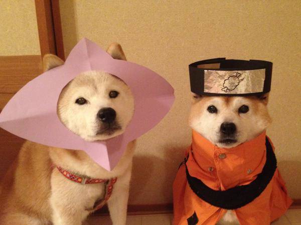 image_144203