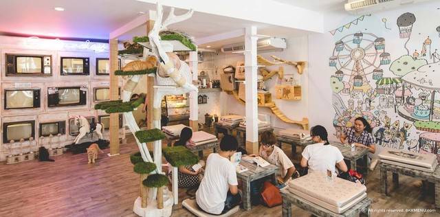 1466058238 caturday cat cafe caturday cafe 1