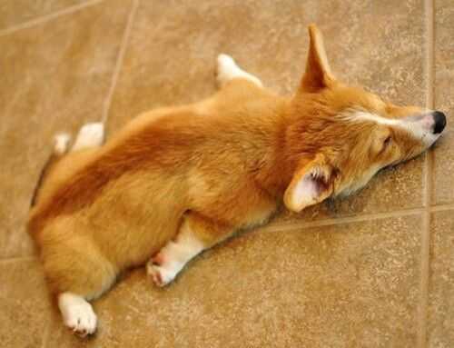 https://image.sistacafe.com/images/uploads/content_image/image/153745/1467084492-corgi-lying-down.jpeg