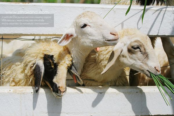 1467213200 sheep land khao yai nakhon ratchasima 04