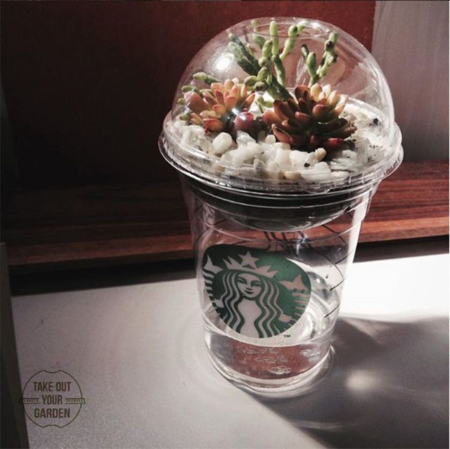 https://image.sistacafe.com/images/uploads/content_image/image/157284/1467714599-takeout-your-garden-upcycle-gardening-project-just-coffee-cup-13.jpg