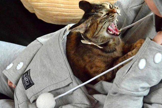https://image.sistacafe.com/images/uploads/content_image/image/15956/1436267353-hoodie-cat-pouch-pocket-sweatshirt-mewgaroo-7.jpg