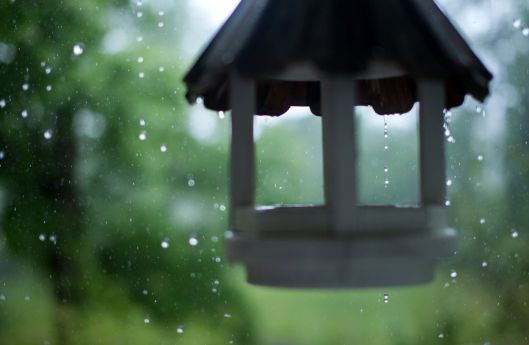 https://image.sistacafe.com/images/uploads/content_image/image/159707/1468253902-rainy-may-day-birdfeeder.jpg