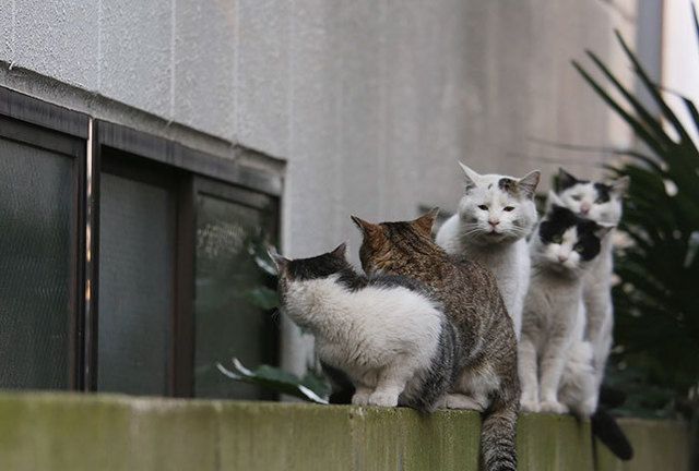 1469503489 tokyo stray cat photography busanyan masayuki oki japan a25 57616a39efdd9  700