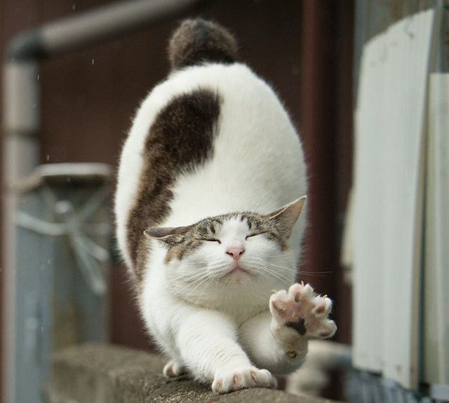 1469503541 tokyo stray cat photography busanyan masayuki oki japan a50