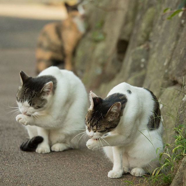 image_166946