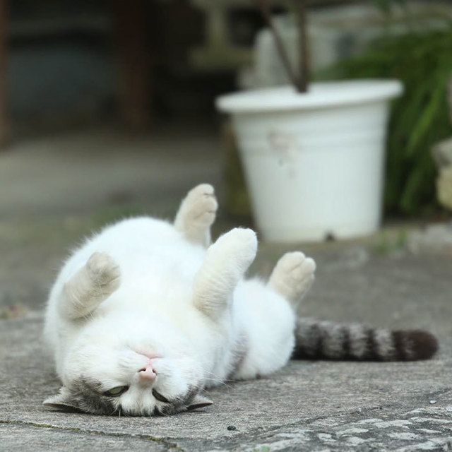 1469503584 tokyo stray cat photography busanyan masayuki oki japan a14 57616a1467b88  700