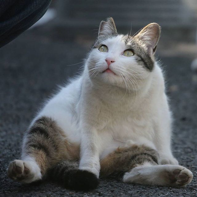 1469503679 tokyo stray cat photography busanyan masayuki oki japan a5 576169f78b791  700