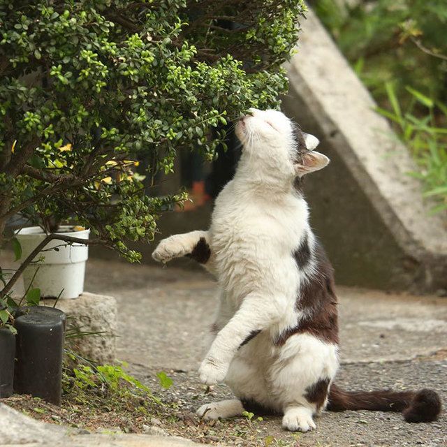 https://image.sistacafe.com/images/uploads/content_image/image/166982/1469503895-tokyo-stray-cat-photography-busanyan-masayuki-oki-japan-a15-57616a175c16b__700.jpg