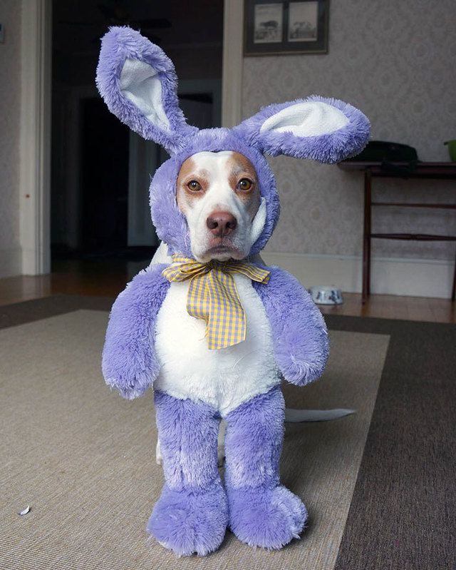https://image.sistacafe.com/images/uploads/content_image/image/173590/1470205249-dressed-up-dog-costume-beagle-maymothedog-4-579f592fd11b5__700.jpg