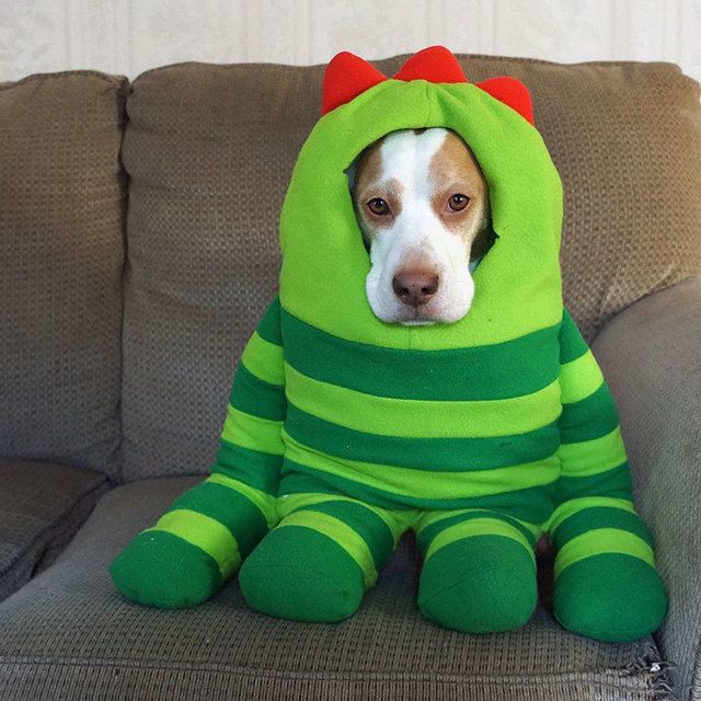https://image.sistacafe.com/images/uploads/content_image/image/173591/1470205255-dressed-up-dog-costume-beagle-maymothedog-7a.jpg