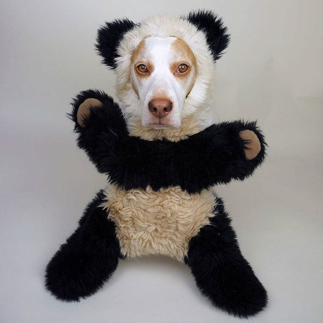 https://image.sistacafe.com/images/uploads/content_image/image/173594/1470205274-dressed-up-dog-costume-beagle-maymothedog-10-579f593fd27b1__700.jpg