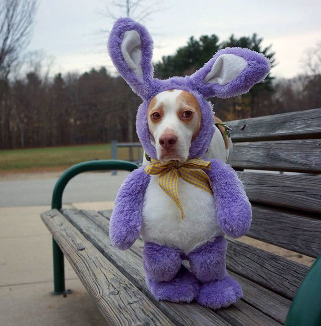 https://image.sistacafe.com/images/uploads/content_image/image/173599/1470205304-dressed-up-dog-costume-beagle-maymothedog-16-579f594fb30ac__700.jpg