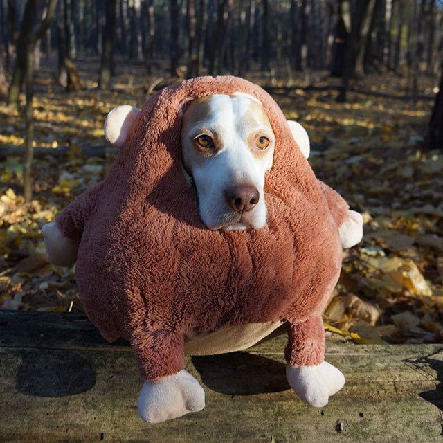 https://image.sistacafe.com/images/uploads/content_image/image/173604/1470205335-dressed-up-dog-costume-beagle-maymothedog-9-579f593dd6e8f__700.jpg