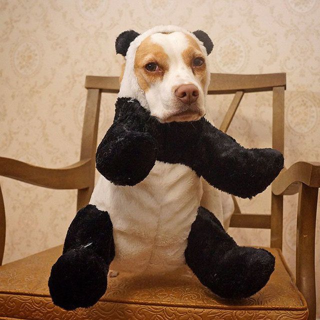 https://image.sistacafe.com/images/uploads/content_image/image/173605/1470205341-dressed-up-dog-costume-beagle-maymothedog-19-579f5956c68a0__700.jpg