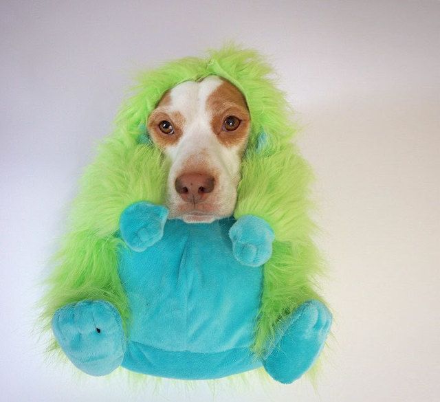 https://image.sistacafe.com/images/uploads/content_image/image/173609/1470205365-dressed-up-dog-costume-beagle-maymothedog-20-579f595938b22__700.jpg