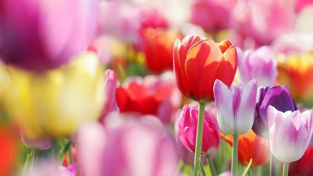 1470210885 spring flowers tulips 1920x1080