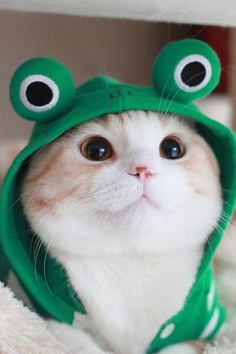 https://image.sistacafe.com/images/uploads/content_image/image/174351/1470237139-ff32462ddbd1a1cfcb187fe30033cb6b.jpg