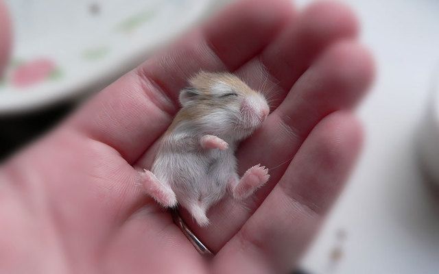 https://image.sistacafe.com/images/uploads/content_image/image/174785/1470287874-cute-hamsters-4__880.jpg
