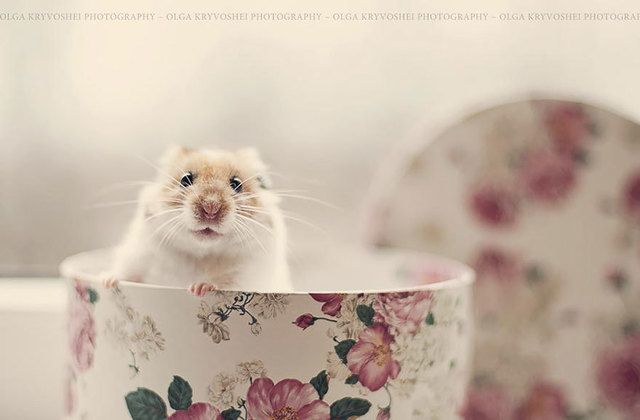 https://image.sistacafe.com/images/uploads/content_image/image/174801/1470287964-cute-hamsters-3__880.jpg