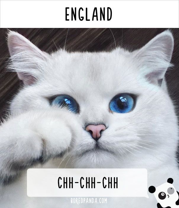 https://image.sistacafe.com/images/uploads/content_image/image/176994/1470548392-how-people-call-cats-in-england.jpg