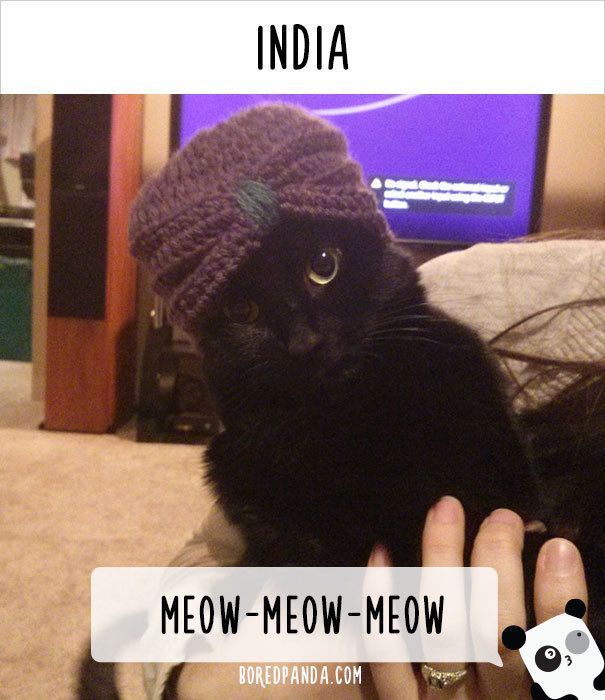 https://image.sistacafe.com/images/uploads/content_image/image/176997/1470548414-how-people-call-cats-in-india.jpg