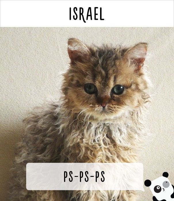 https://image.sistacafe.com/images/uploads/content_image/image/177012/1470548592-cat-calling-in-different-languages-13-57a49e566feb6__605.jpg