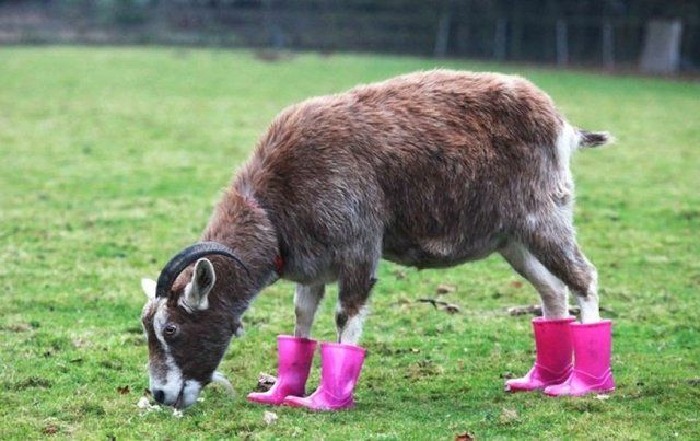 1470813916 20 cute photos of animals wearing shoes 1
