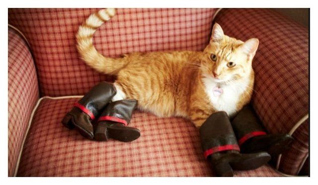 1470813932 20 cute photos of animals wearing shoes 2