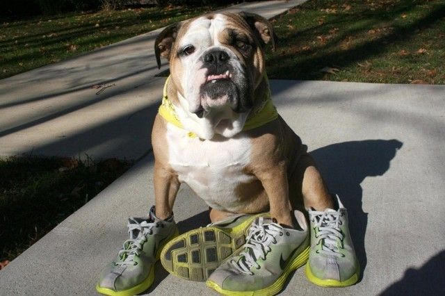 1470813955 20 cute photos of animals wearing shoes 3