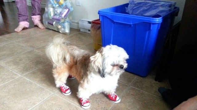 1470814016 20 cute photos of animals wearing shoes 6